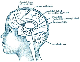 Illustration of the brain, with different parts labeled.